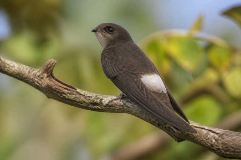 Image of a Band-rumped Swift in its natural habitat
