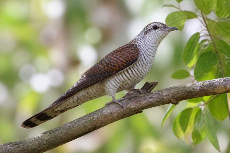 Image of a Banded Bay Cuckoo in its natural habitat
