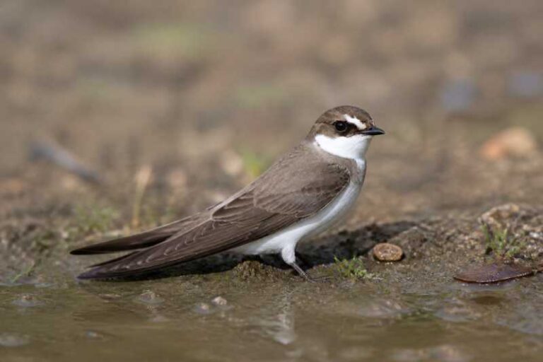 Image of a Banded Martin in its natural habitat