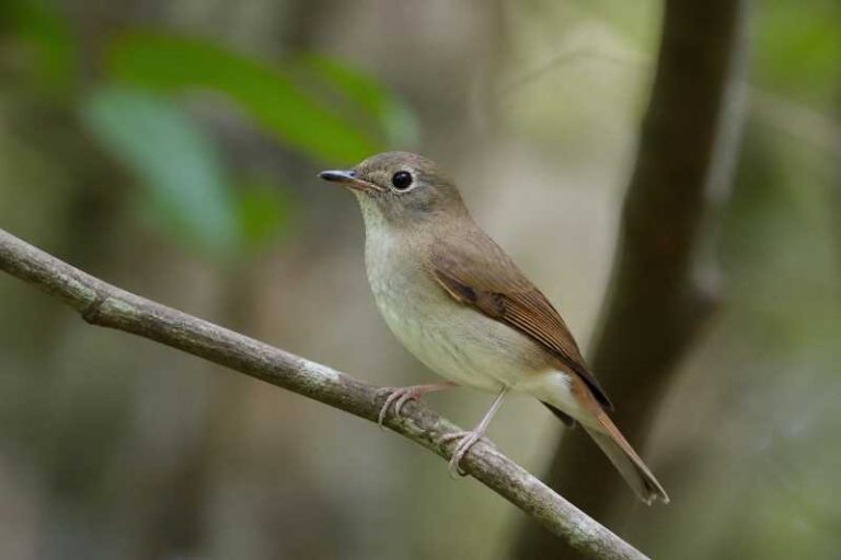 Image of a Banggai Jungle Flycatcher in its natural habitat