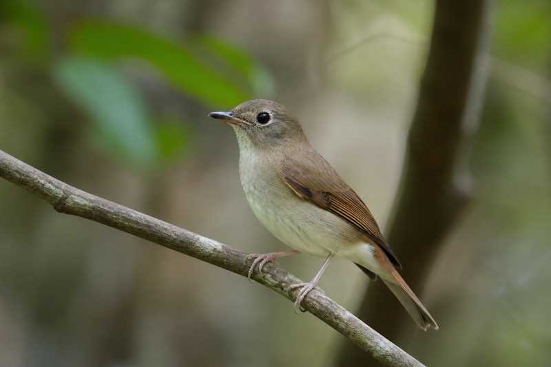 Image of a Banggai Jungle Flycatcher in its natural habitat