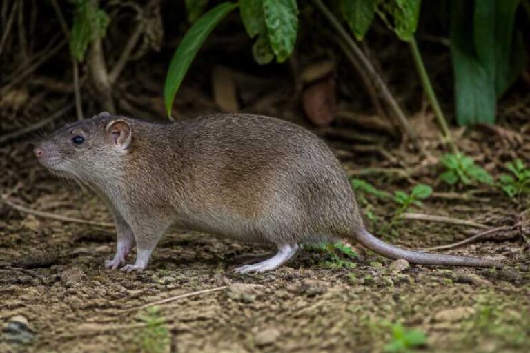Image of a Barbados Giant Rice Rat in its natural habitat