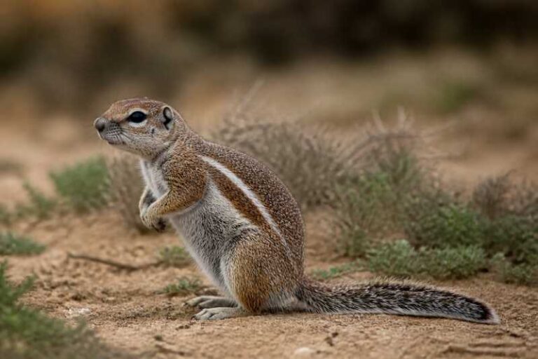 Image of a Barbary Ground Squirrel in its natural habitat