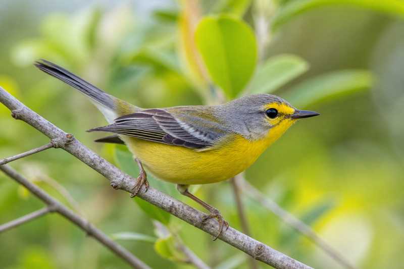 Image of a Barbuda Warbler in its natural habitat