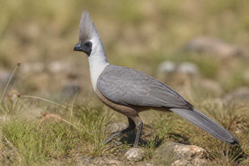 Image of a Bare-faced Go-away-bird in its natural habitat