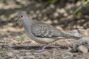 Image of a Bare-faced Ground Dove in its natural habitat