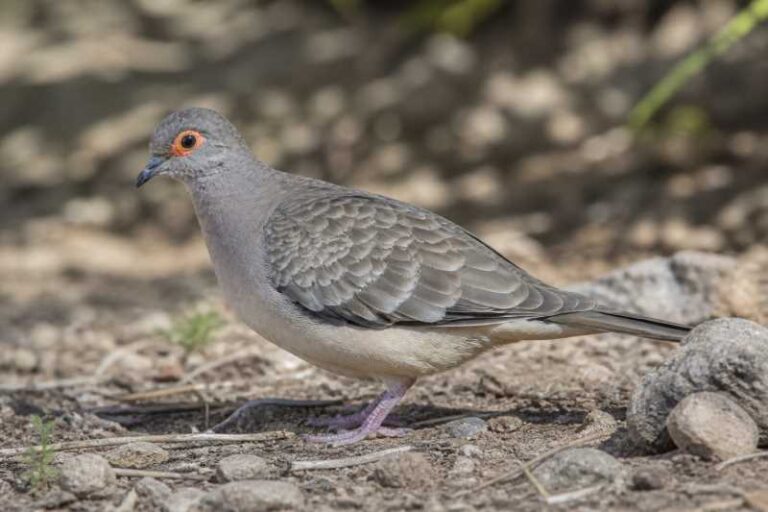 Image of a Bare-faced Ground Dove in its natural habitat