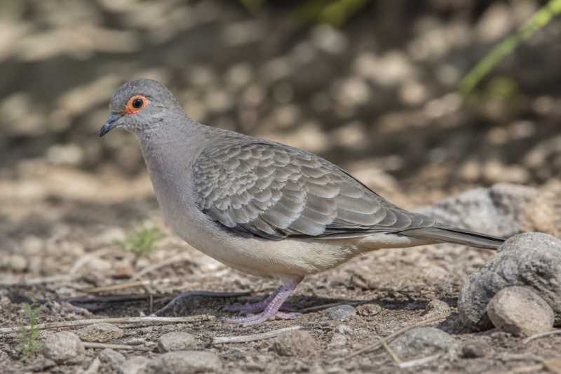 Image of a Bare-faced Ground Dove in its natural habitat