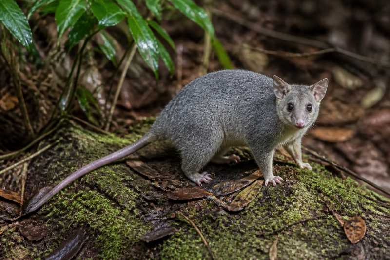 Image of a Bare-tailed Woolly Opossum in its natural habitat