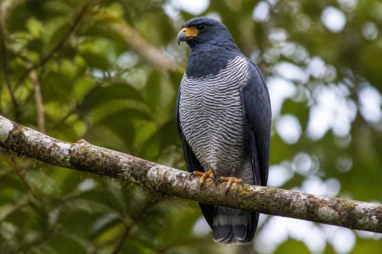 Image of a Barred Hawk in its natural habitat