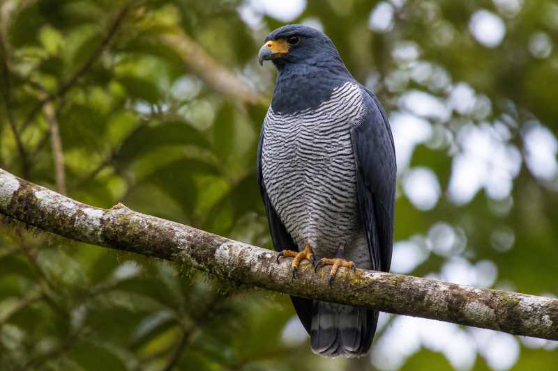 Image of a Barred Hawk in its natural habitat
