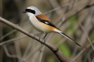Image of a Bay-backed Shrike in its natural habitat
