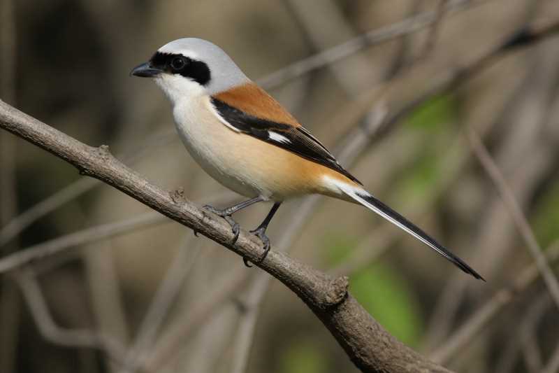 Image of a Bay-backed Shrike in its natural habitat