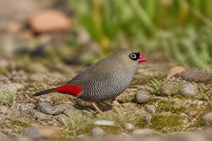 Image of a Beautiful Firetail in its natural habitat