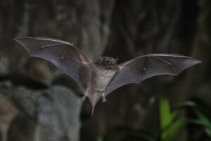 Image of a Beccari's Free-tailed Bat in its natural habitat
