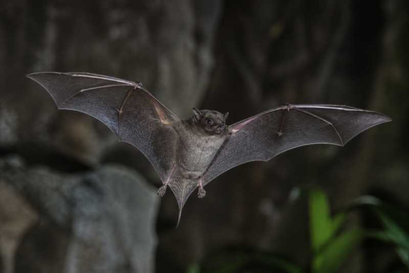 Image of a Beccari's Free-tailed Bat in its natural habitat