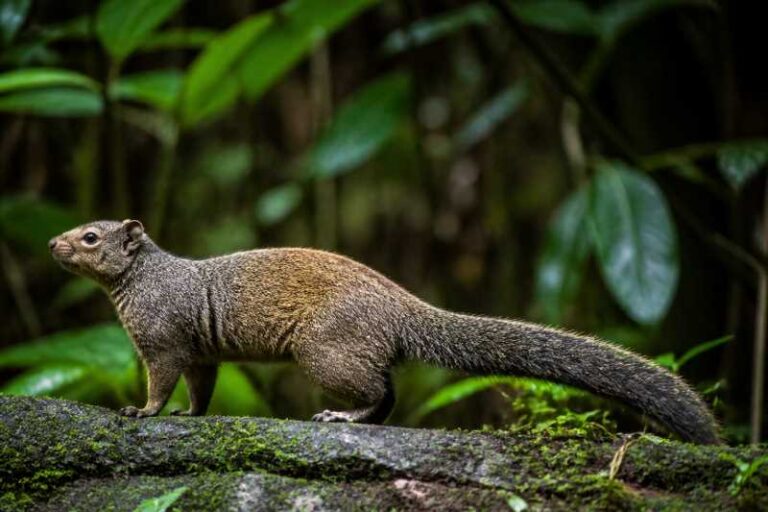 Image of a Beecroft's Anomalure in its natural habitat
