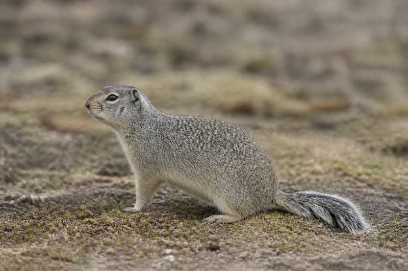 Image of a Belding's Ground Squirrel in its natural habitat