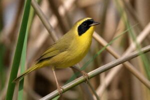 Image of a Belding's Yellowthroat in its natural habitat