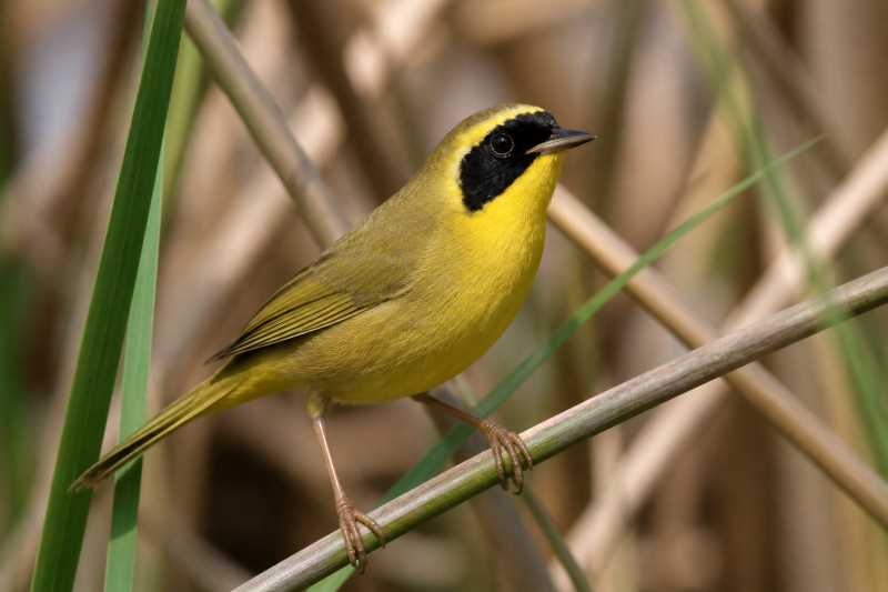 Image of a Belding's Yellowthroat in its natural habitat