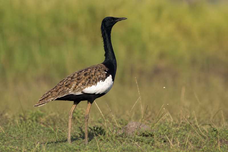 Image of a Bengal Florican in its natural habitat