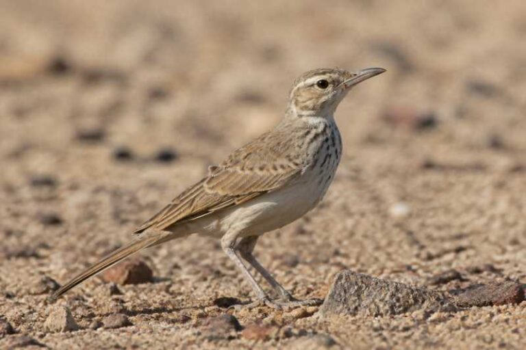 Image of a Benguela Long-billed Lark in its natural habitat