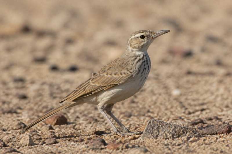 Image of a Benguela Long-billed Lark in its natural habitat