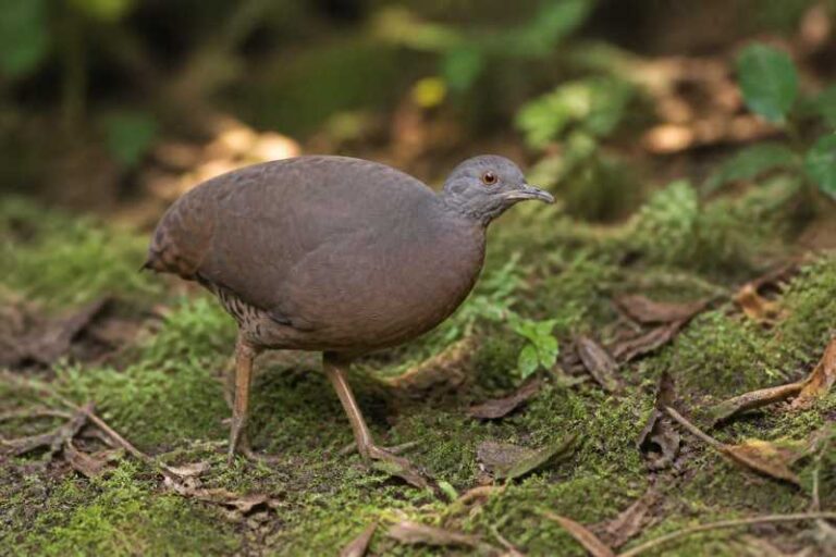 Image of a Berlepsch's Tinamou in its natural habitat