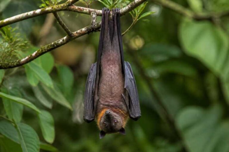 Image of a Biak Naked-backed Fruit Bat in its natural habitat
