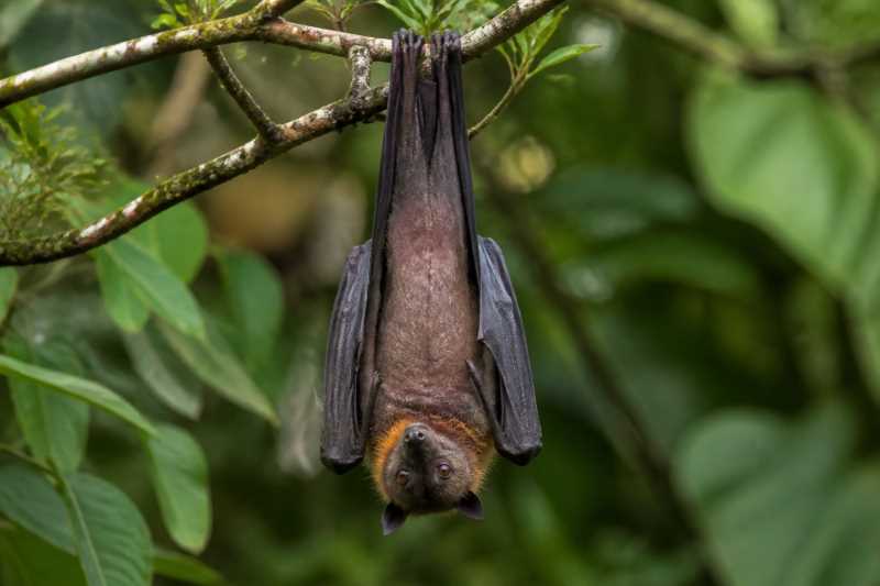 Image of a Biak Naked-backed Fruit Bat in its natural habitat