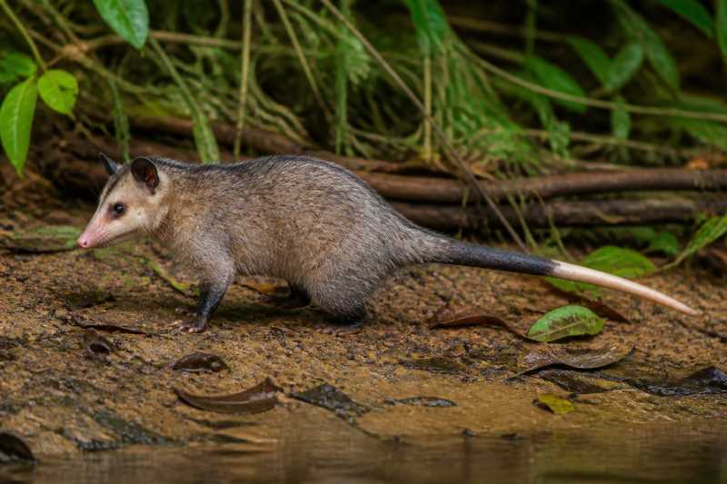 Image of a Big Lutrine Opossum in its natural habitat