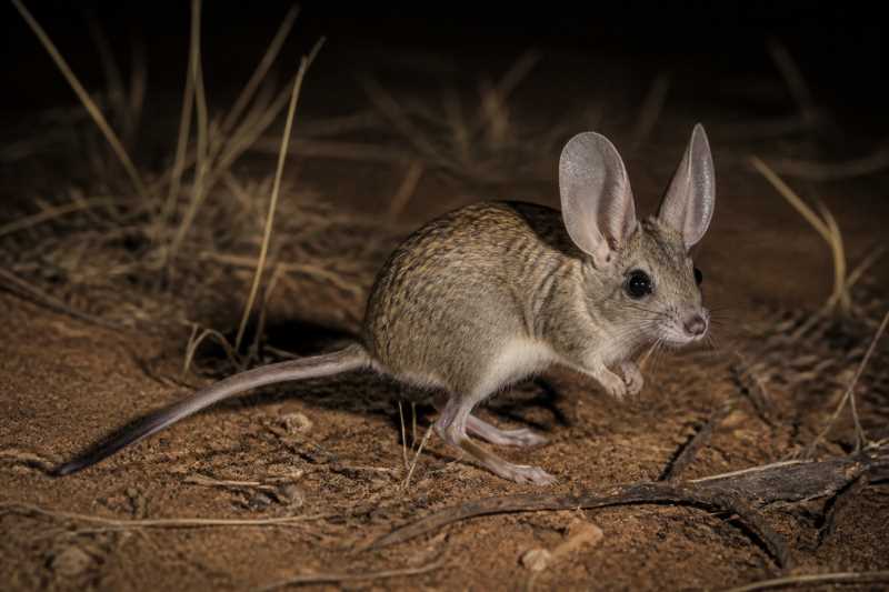 Image of a Big-eared Hopping Mouse in its natural habitat