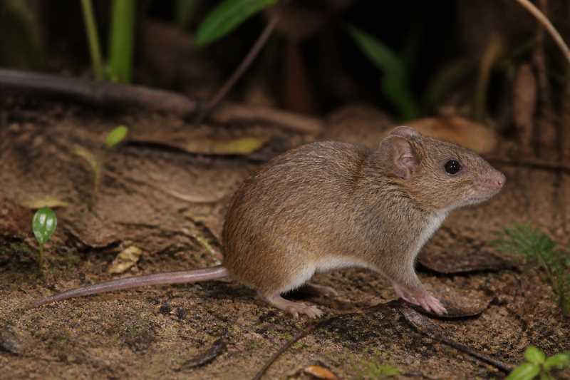 Image of a Big-headed Rice Rat in its natural habitat