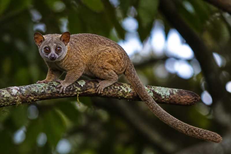 Image of a Bioko Squirrel Galago in its natural habitat
