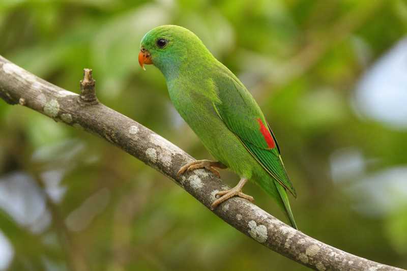 Image of a Bismarck Hanging Parrot in its natural habitat