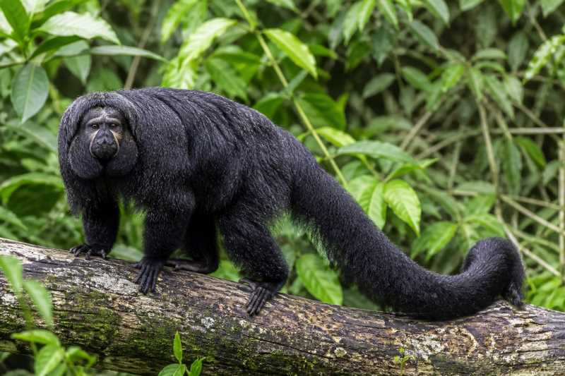 Image of a Black Bearded Saki in its natural habitat
