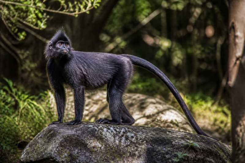 Image of a Black Langur in its natural habitat