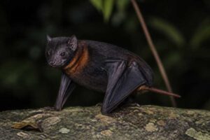 Image of a Black-and-red Free-tailed Bat in its natural habitat