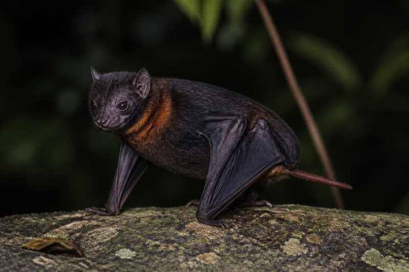 Image of a Black-and-red Free-tailed Bat in its natural habitat