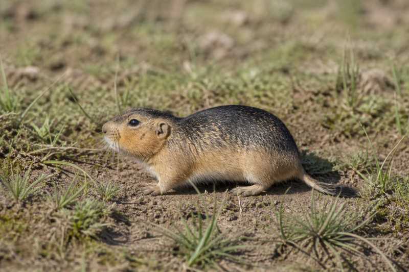 Image of a Black-backed Tuco-tuco in its natural habitat