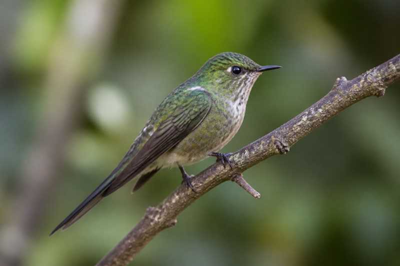 Image of a Black-backed Thornbill in its natural habitat