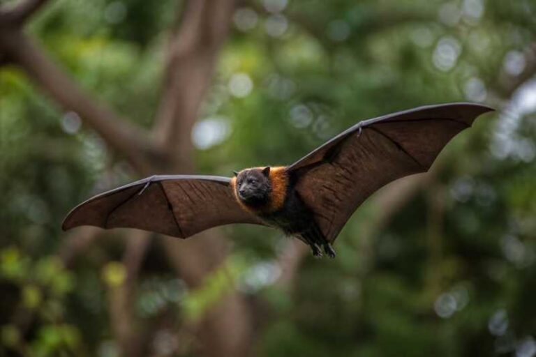 Image of a Black-bearded Flying Fox in its natural habitat