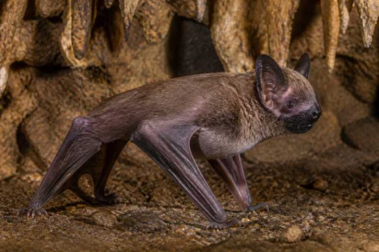 Image of a Black-bearded Tomb Bat in its natural habitat