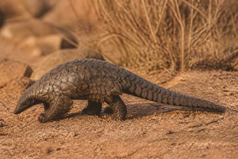 Image of a Black-bellied Pangolin in its natural habitat