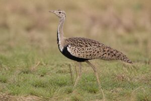 Image of a Black-bellied Bustard in its natural habitat