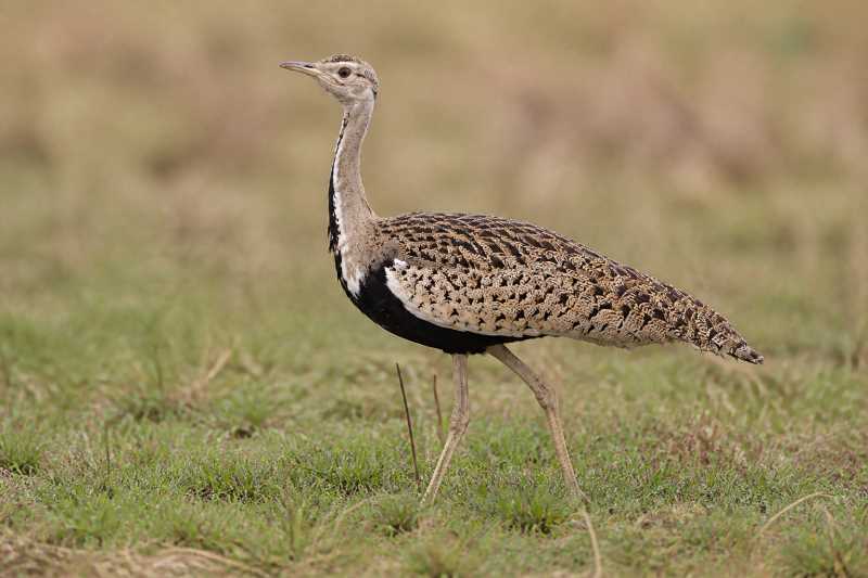 Image of a Black-bellied Bustard in its natural habitat