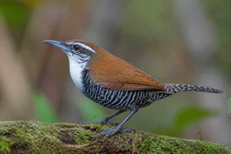 Image of a Black-bellied Wren in its natural habitat