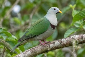 Image of a Black-chinned Fruit Dove in its natural habitat