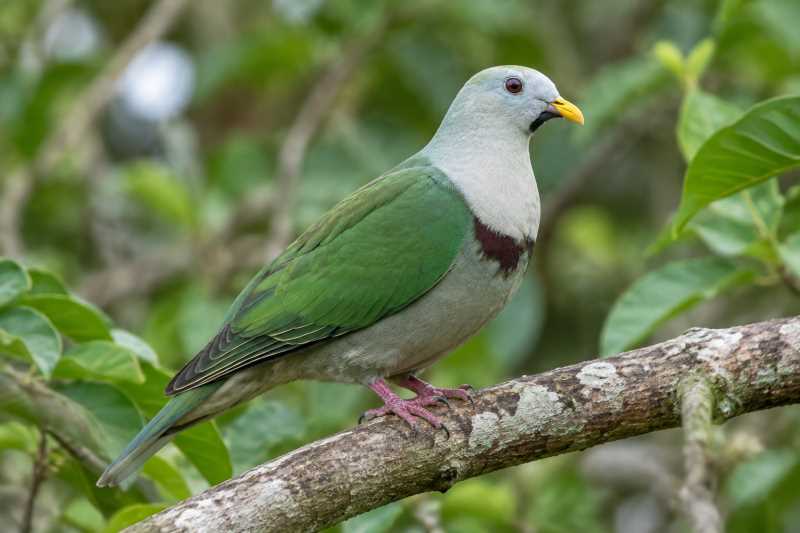 Image of a Black-chinned Fruit Dove in its natural habitat