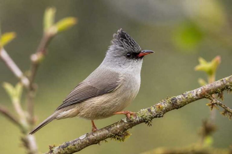 Image of a Black-chinned Yuhina in its natural habitat